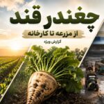 چغندر قند از مزرعه تا کارخانه